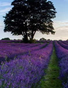 唯美意境树意境图片，一棵树也是风景太美丽了