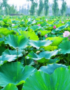 好看的荷叶意境图片，夏季新鲜绿色的荷叶图片