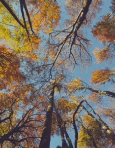 落叶意境图片，深秋的树林落叶风景图片
