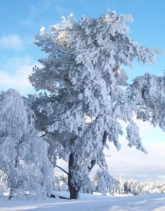漂亮的意境图片，一棵雪树白色衣裳的树可是非常的美