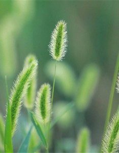 狗尾巴草唯美高清图片大全 狗尾巴草坚韧不被人了解的爱