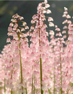 超美与众不同的铃铛花图片高清温柔 这么好看的铃铛花该分享给谁呢