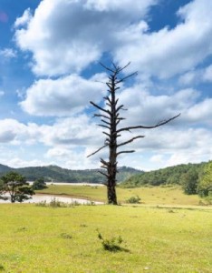 晴空万里蓝天白云唯美风景意境图片，一望无际的草原太美了