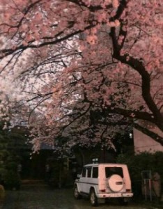 粉色系唯美微信风景意境图片，让这些美景带来好心情吧