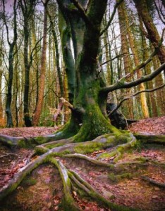 唯美意境风景森林，绿色养眼的森林风景图片