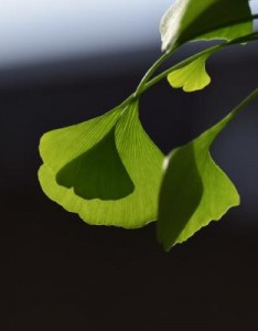 唯美银杏意境图片，银杏叶图片做头像有什么意义