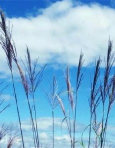 带来好运的风景唯美意境图片，比较适合男生使用的