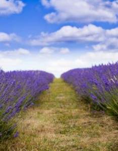 薰衣草最美意境图片，漂亮唯美紫色的薰衣草图片