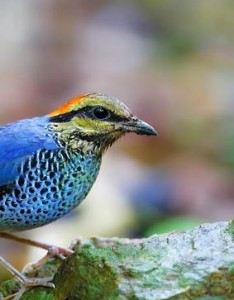 蓝枕八色鸫手机壁纸