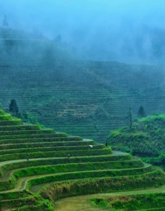 烟雨朦胧的梯田自然风光手机壁纸