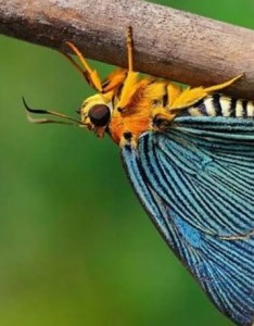 大伞弄蝶手机壁纸