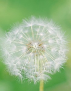 绿色 清新 蒲公英 手机壁纸