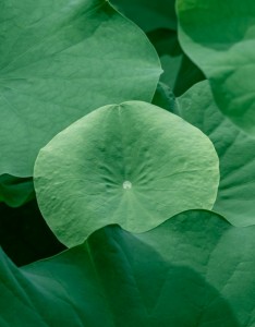 护眼绿色荷叶高清手机壁纸