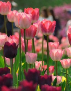 最鲜艳的郁金香意境图片，柔美漂亮的郁金香图片