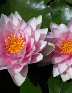 莲花意境图片，优雅有气质的睡莲图片给你带来好运气