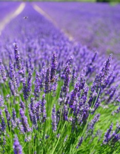 薰衣草意境图片，清新典雅的紫色薰衣草唯美图片