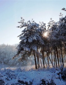 冬天雪景的微信意境，皑皑白雪风景高清图片