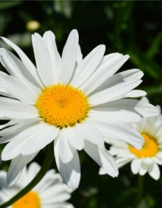 白色的花朵意境图片，个性美丽的雏菊图片