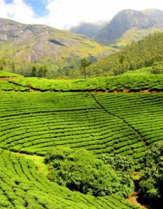 2023年绿色风景意境图片，好看风景优美的茶树图片