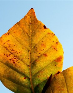 唯美意境图片，各种形状的树叶图片