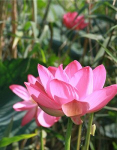 如诗如画荷花意境图片，粉嫩娇媚的荷花图片