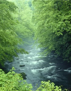 风景唯美，小清新绿色风光护眼图片