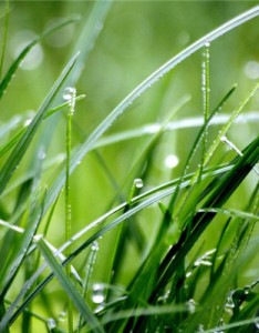 好看绿色意境图片，挂着水滴的草丛图片