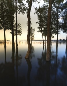 唯美好看的图片，意境树木倒影图片