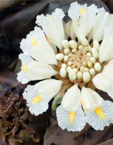 植物风景意境图片，影响世界的中国植物图片