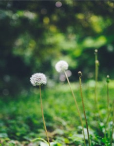 清新唯美意境图片，美丽的蒲公英图片