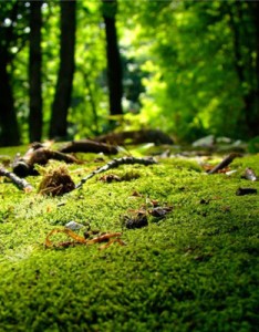 清新淡雅的风景意境图片，清新的自然风景图片
