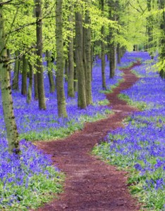 幽静偏僻的小路风景绿色图片大全