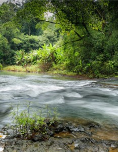 最好看的风景，森林小溪山间流水图片