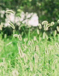 八月夏季绿色风景小清新适合女生专用的