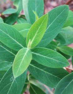 漂亮的绿叶，葱翠的绿叶图片