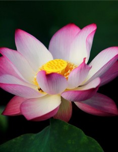 红莲花图片，好看高清红莲花图片