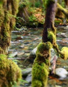 树木茂密的雨林唯美图片，一片片雨雾弥漫太美了