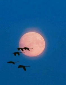 唯美风景图片，人生就没有雨天意境图片