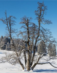 冬天唯美的雪景，下雪的冬天是极其美丽的