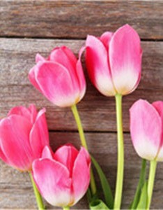 漂亮的花儿朵朵为你准备 清新森系花朵图片