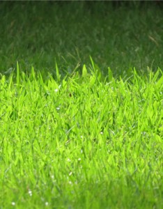 能带来好运的唯美图片，平坦的绿色草坪图片