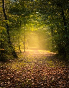 幽静的林间小路图片，带来好心情的意境图片