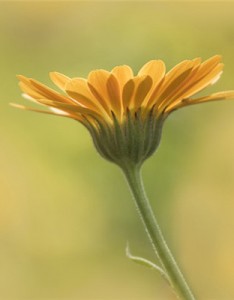 微信菊花意境图片，四季花万寿菊图片