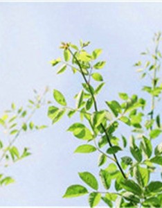 最失望的时候可以用的意境图片，森系风景头像小清新