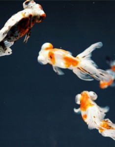 水里的金鱼图片 微信金鱼意境图片大全